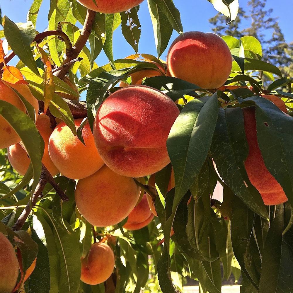 Peach Me Red (12L, 4-5ft)