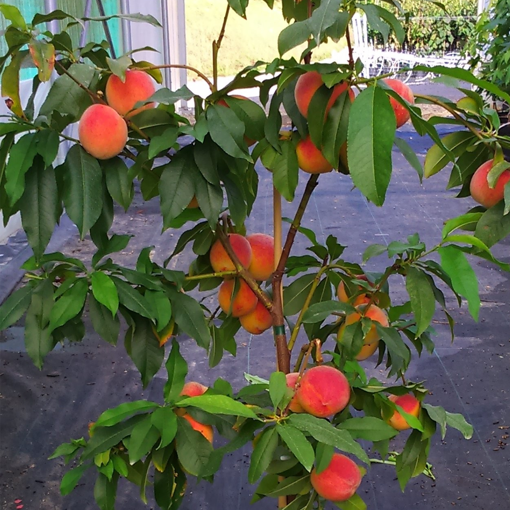 Peach Me Red (12L, 4-5ft)