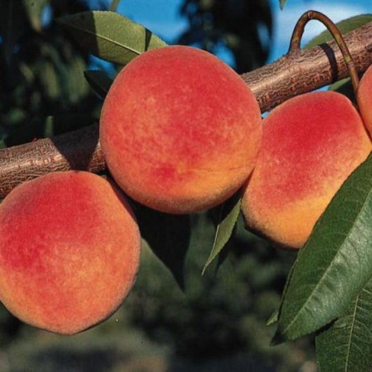 Peach Me Red (12L, 4-5ft)