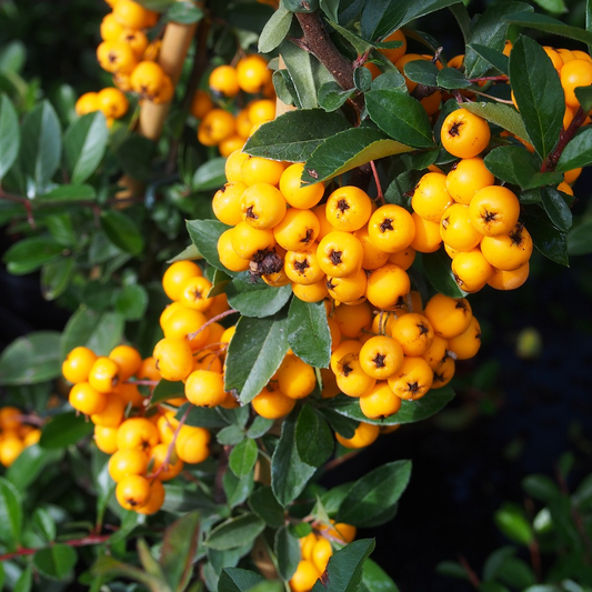 Pyracantha Golden Charmer (9cm)
