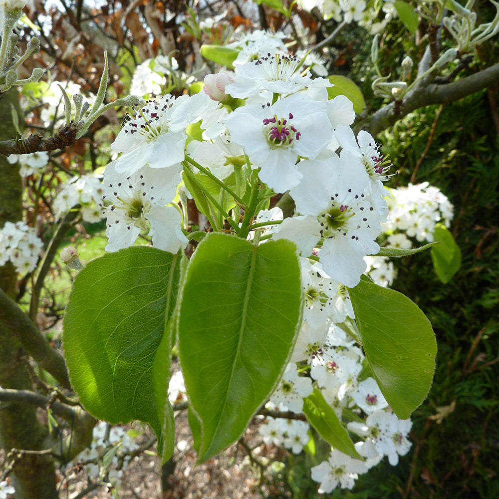 Pyrus Chanticleer Tree (12L, 5-6ft)
