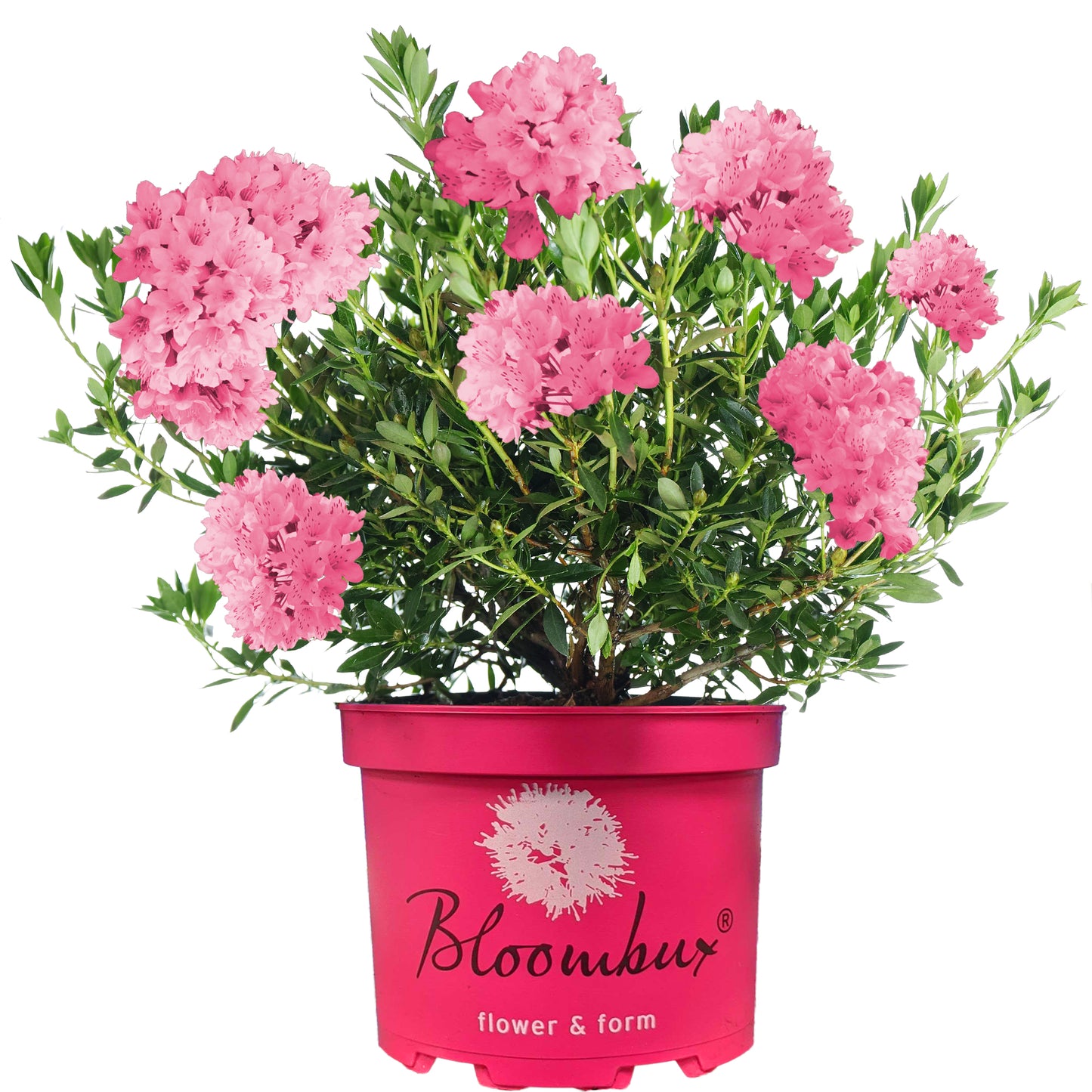 Rhododendron Bloombux Magenta (2L)