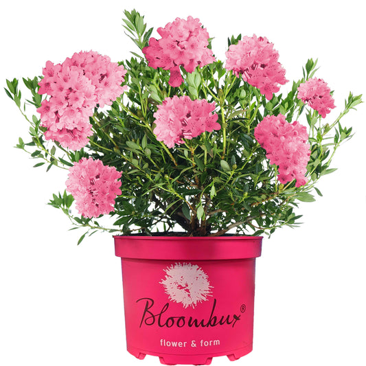 Rhododendron Bloombux Magenta (2L)