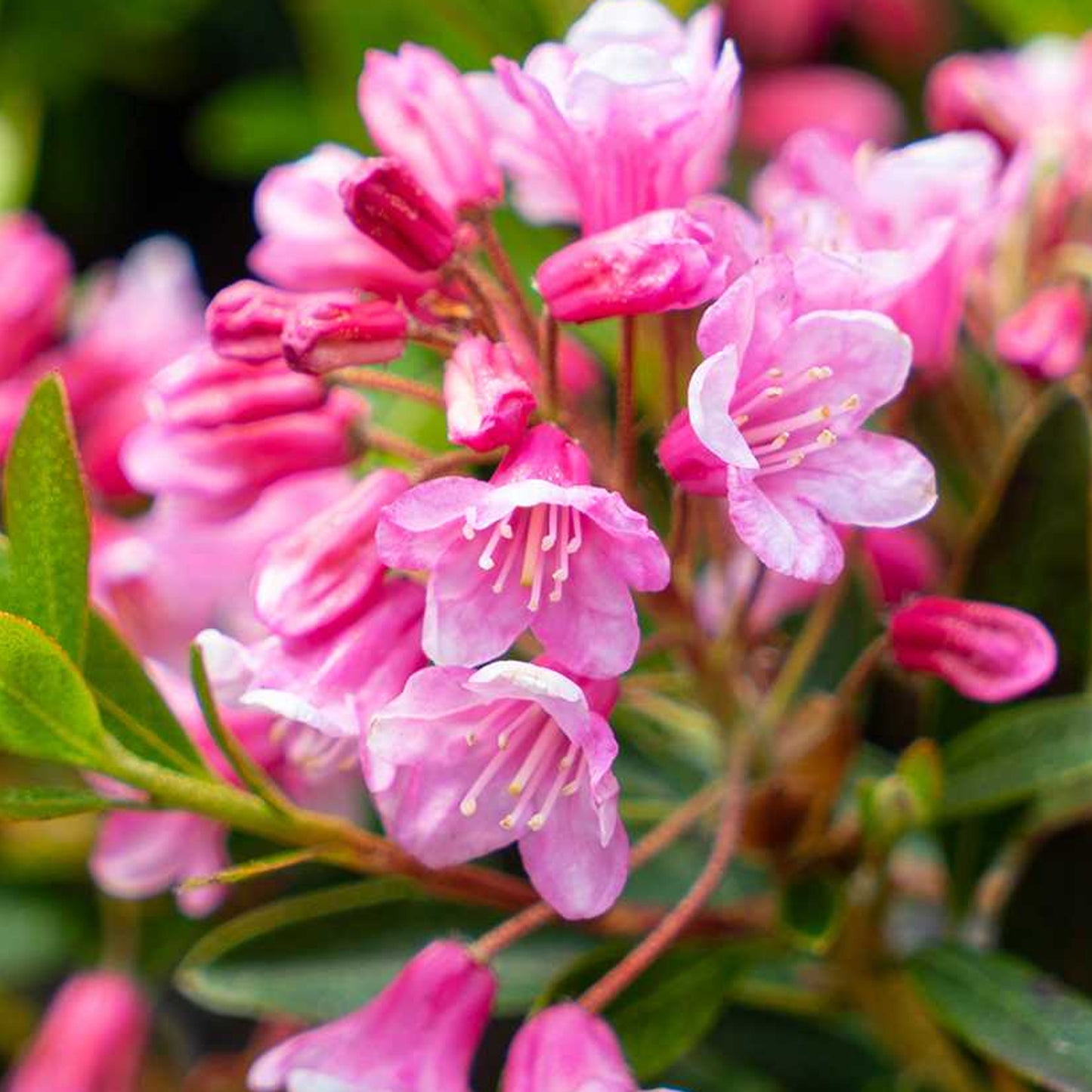 Rhododendron Bloombux Magenta (2L)