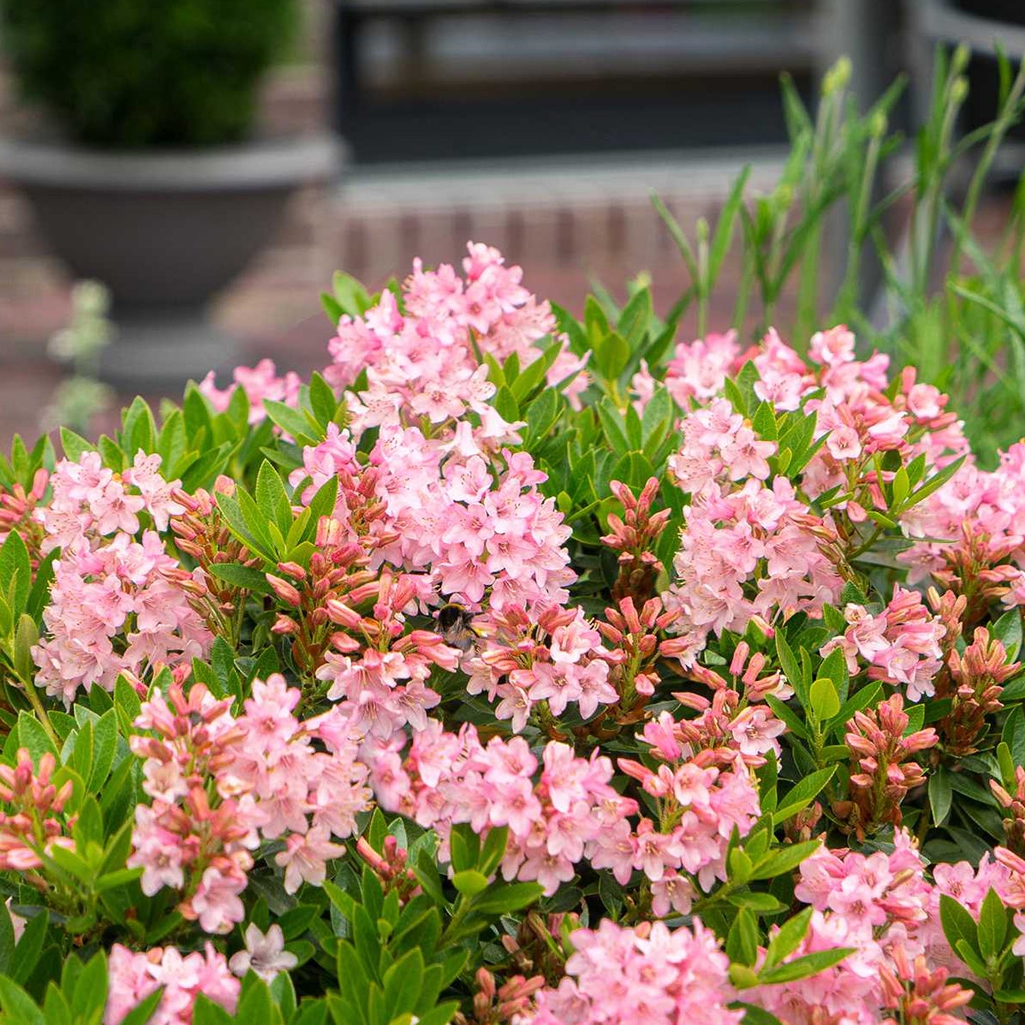 Rhododendron Bloombux Magenta (2L)