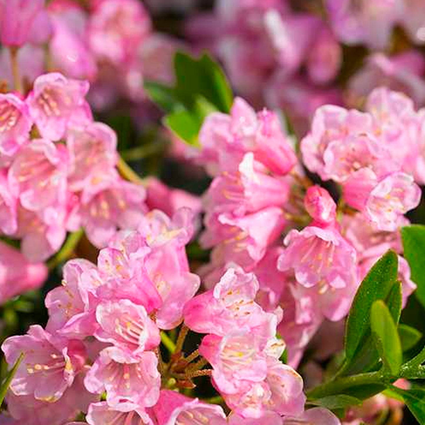 Rhododendron Bloombux Magenta (2L)