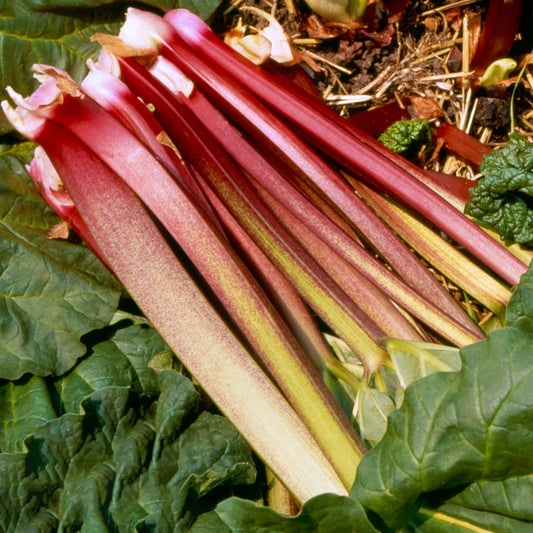 Rhubarb Victoria