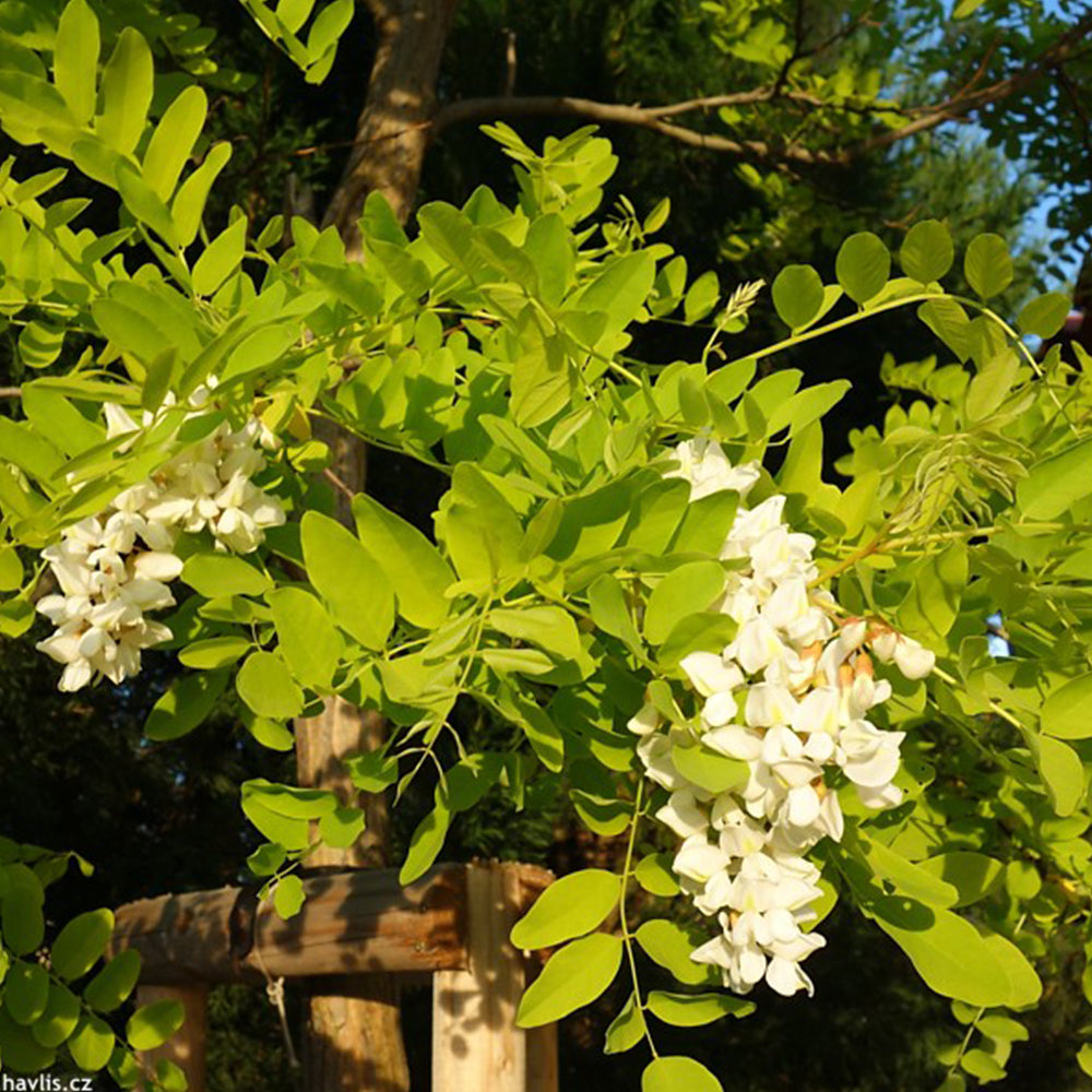 Robinia Frisia Tree (12L, 5-6ft)
