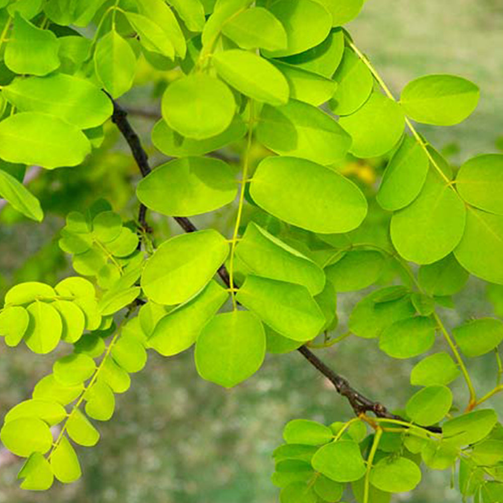 Robinia Frisia Tree (12L, 5-6ft)