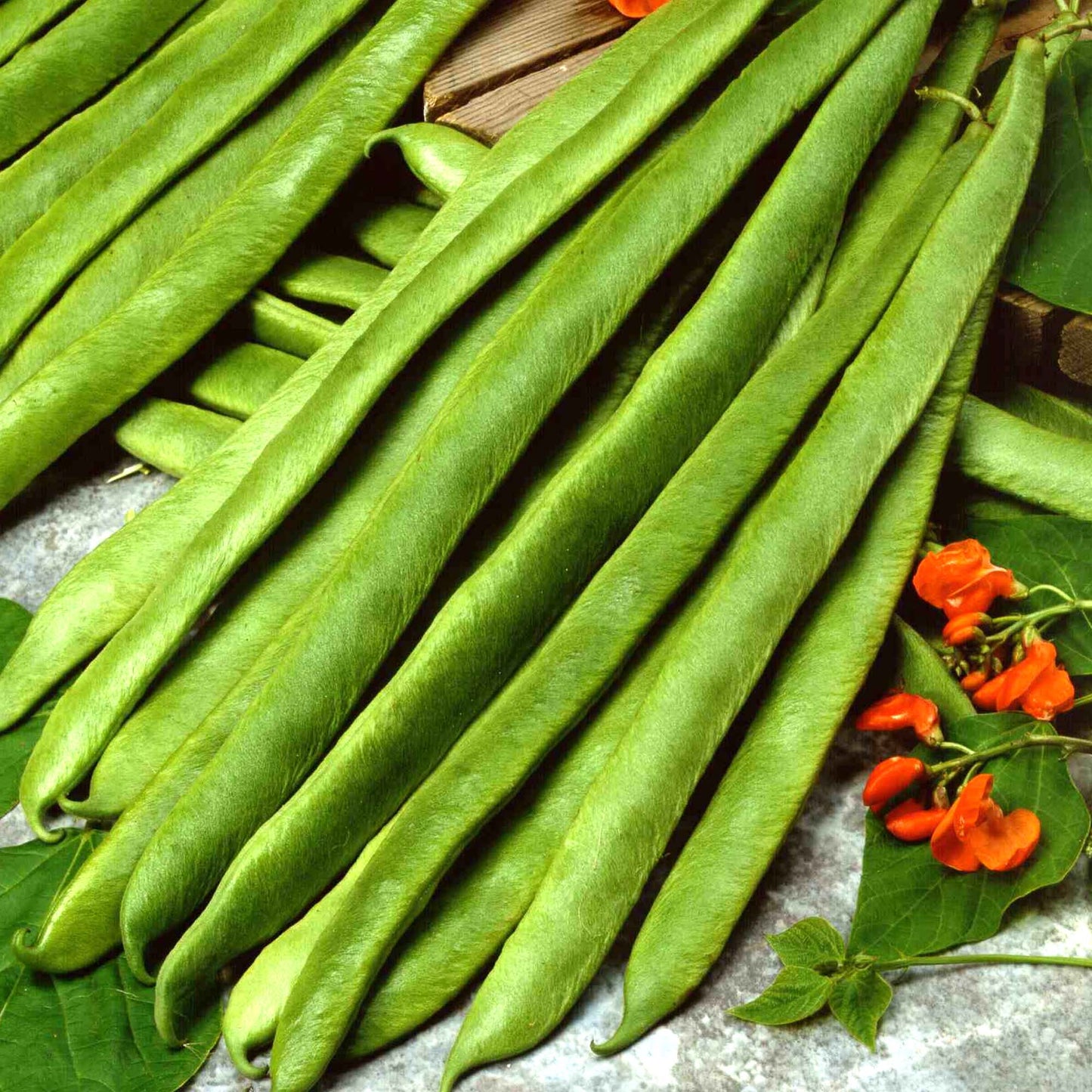 Runner Bean Enorma