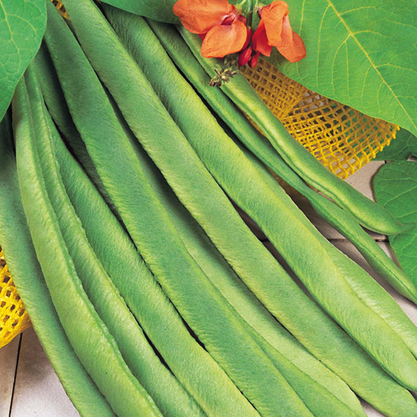 Runner Bean Enorma