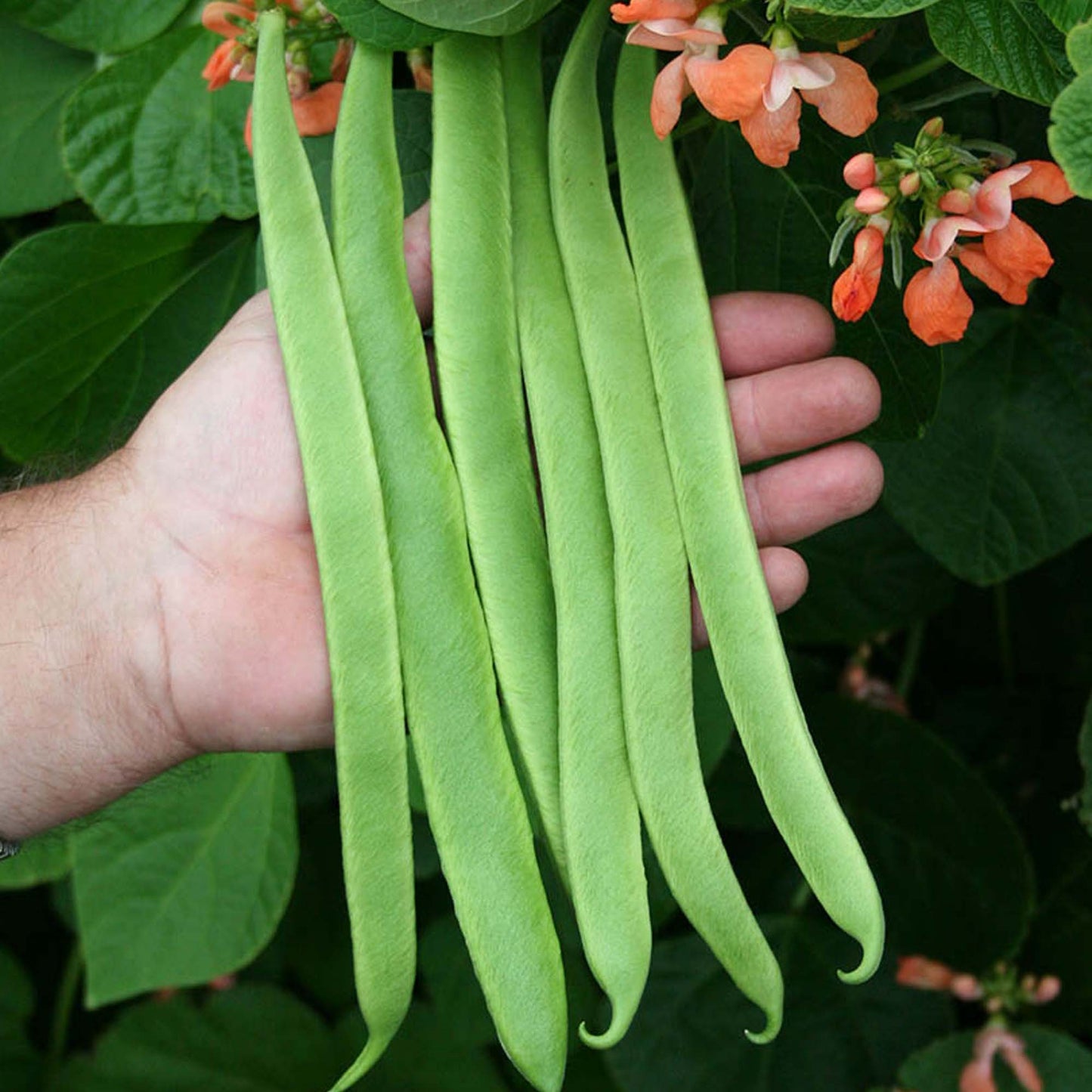 Runner Bean Enorma