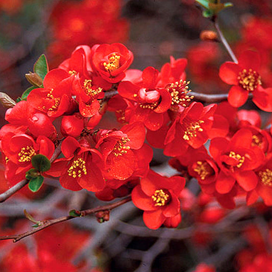Chaenomeles Crimson & Gold (9cm)