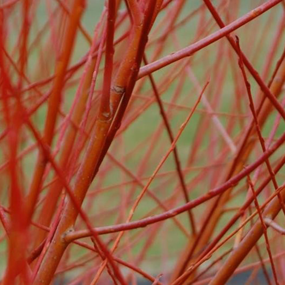 Salix Britzensis Tree (12L, 5-6ft)