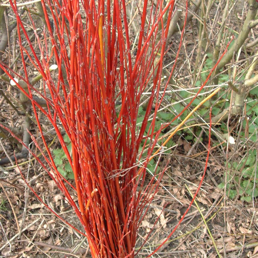 Salix Britzensis Tree (12L, 5-6ft)