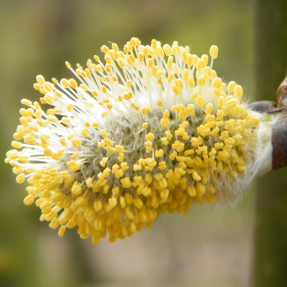 Salix caprea Pendula Tree (12L, 4ft Stem)