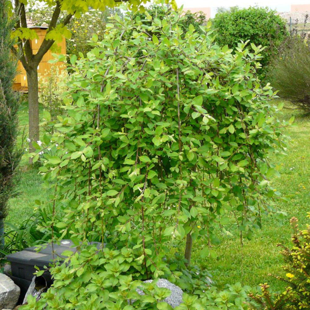 Salix caprea Pendula Tree (12L, 4ft Stem)