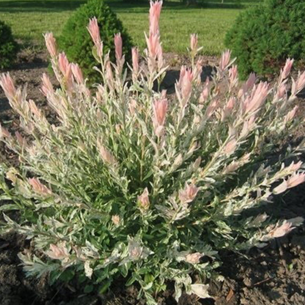 Salix Hakuro Nishiki Tree (12L, 5-6ft)