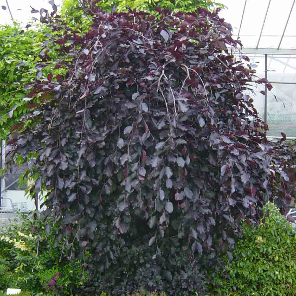 Salix purpurea Pendula Tree (12L, 5ft Stem)