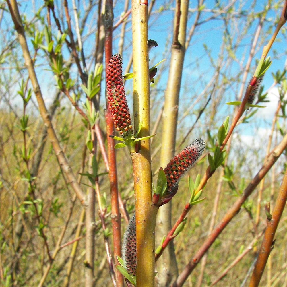 Salix purpurea Pendula Tree (12L, 5ft Stem)