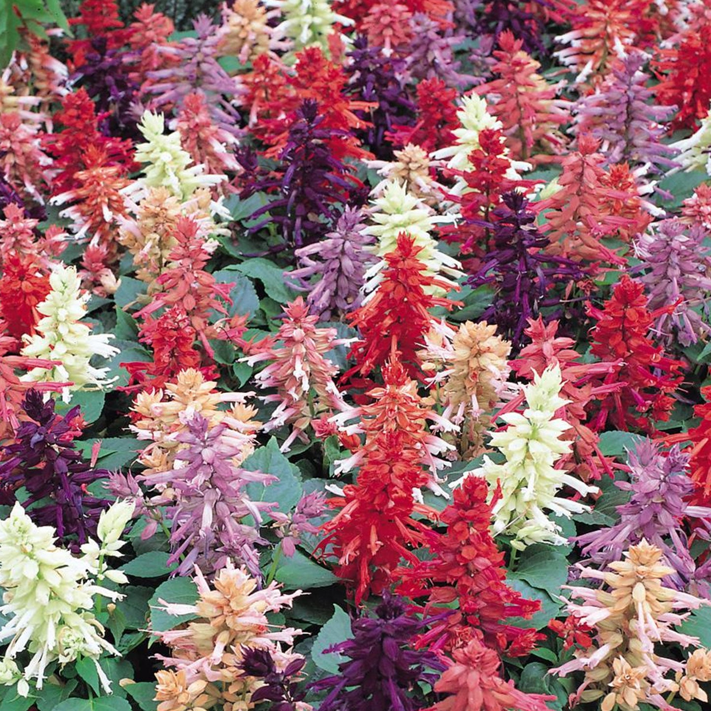 Bedding Plants - Salvia Vista Mixed (6 Pack)