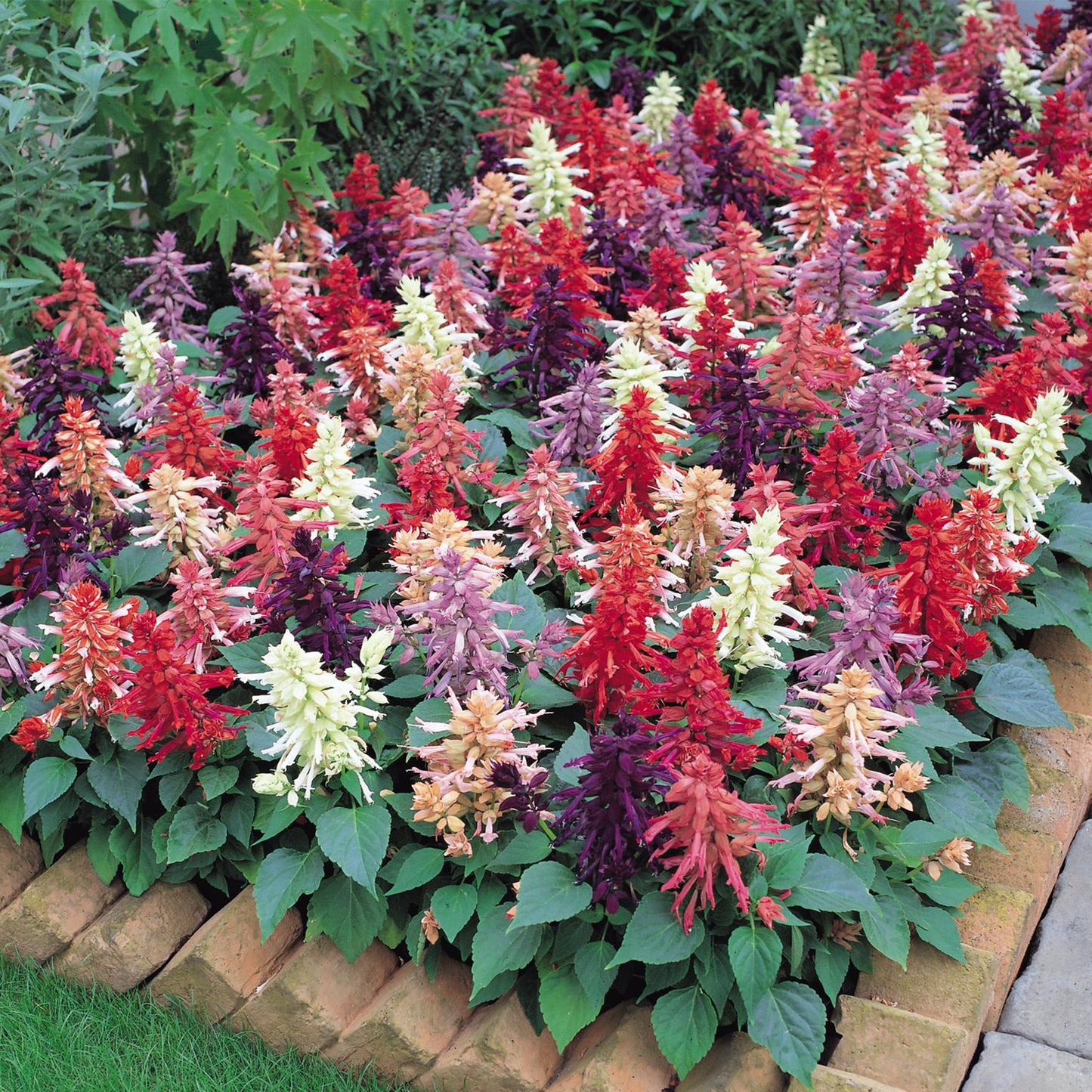 Bedding Plants - Salvia Vista Mixed (6 Pack)