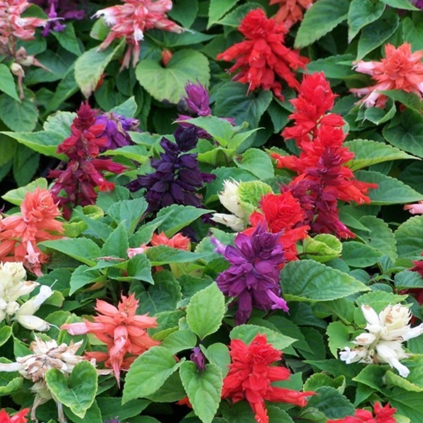 Bedding Plants - Salvia Vista Mixed (6 Pack)