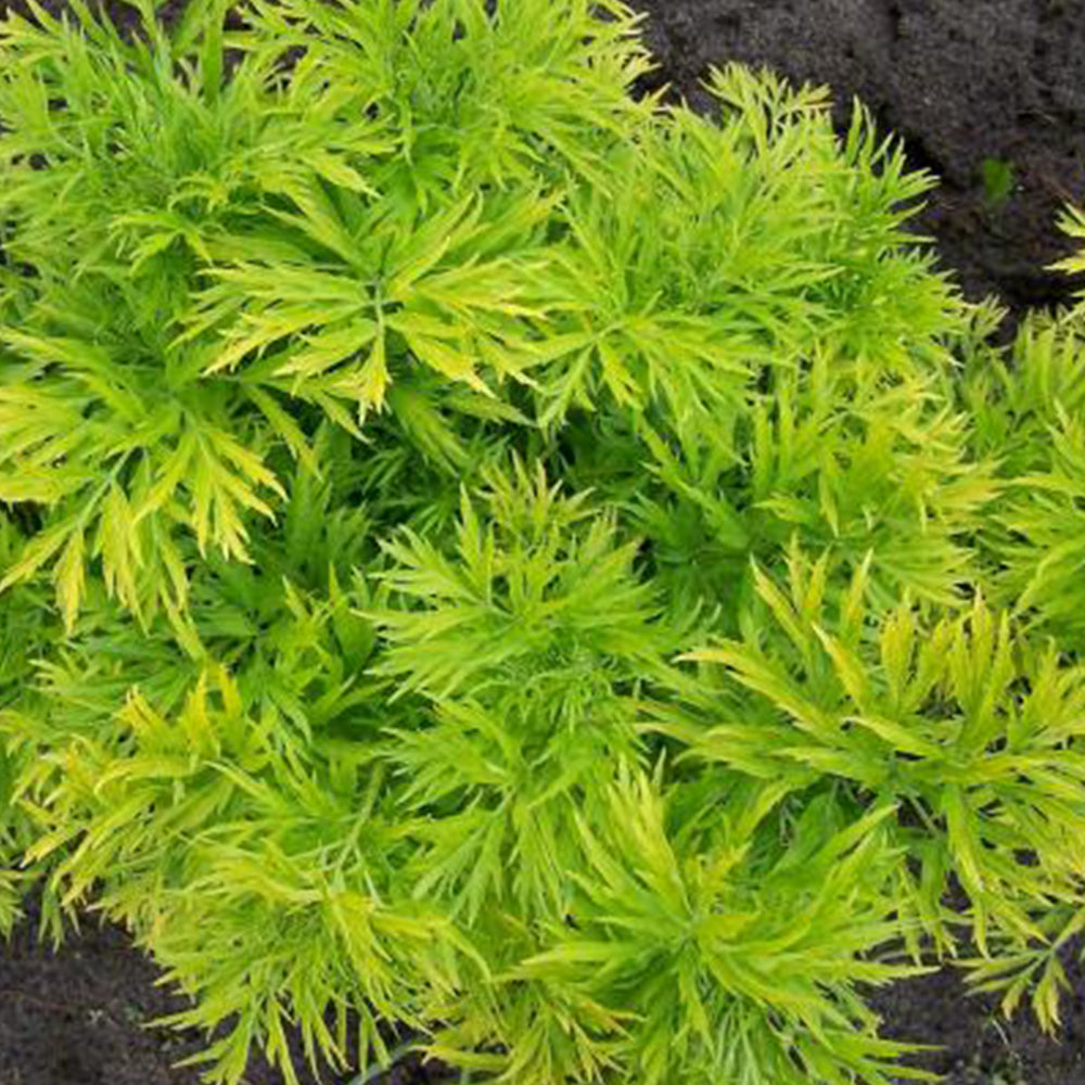 Sambucus Golden Tower Tree (12L, 4-5ft)
