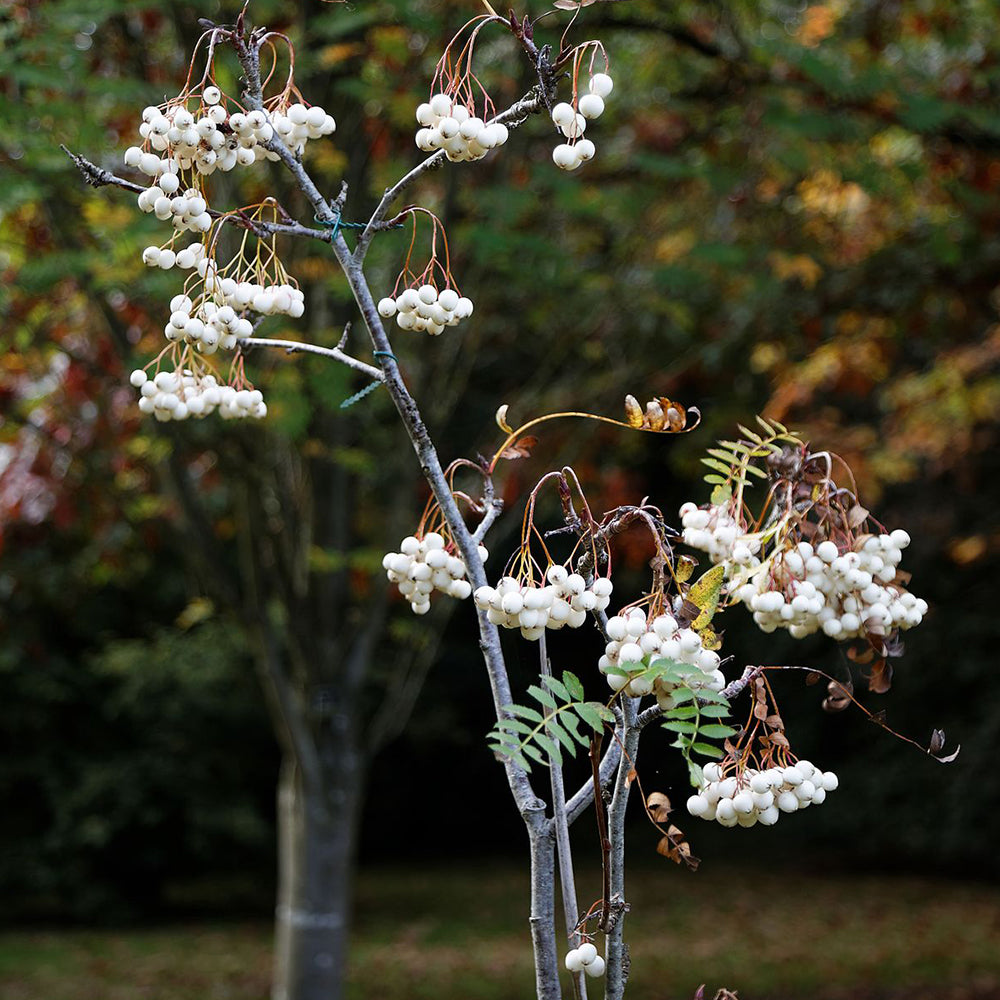 Sorbus Cashmiriana Tree (12L, 5-6ft)