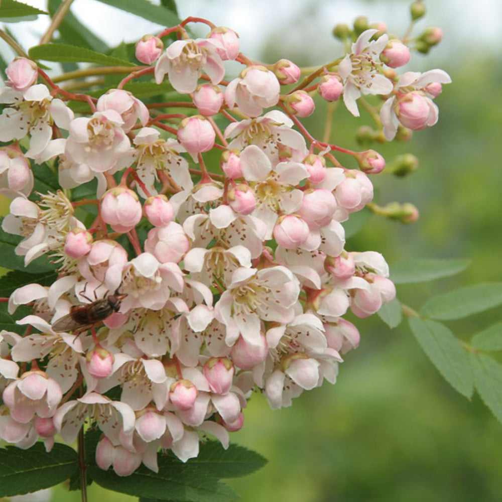 Sorbus Cashmiriana Tree (12L, 5-6ft)