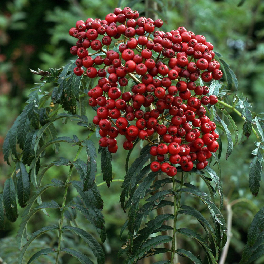 Sorbus Chinese Lace Tree (12L, 5-6ft)