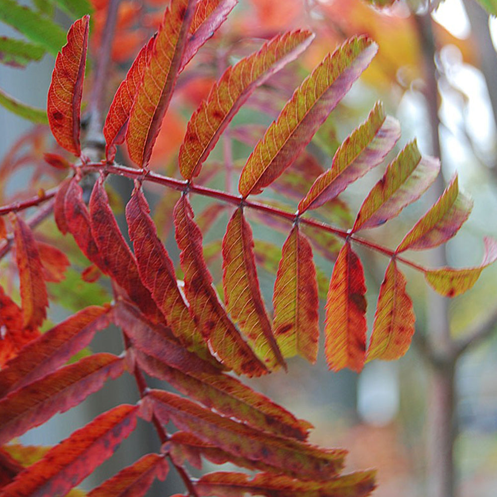 Sorbus Chinese Lace Tree (12L, 5-6ft)