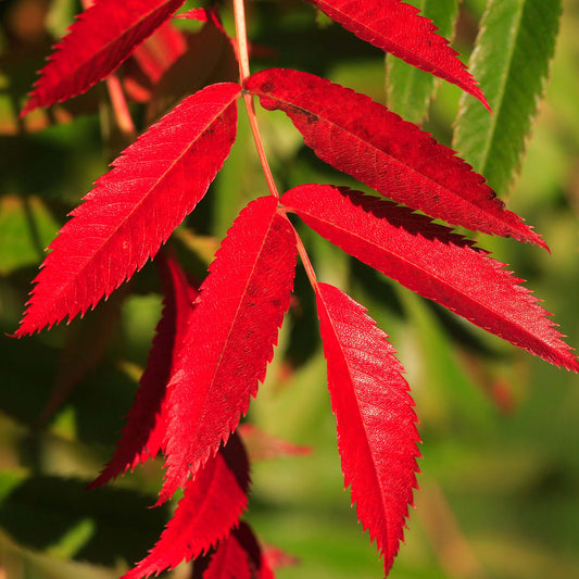 Sorbus Commixta Tree (12L, 5-6ft)