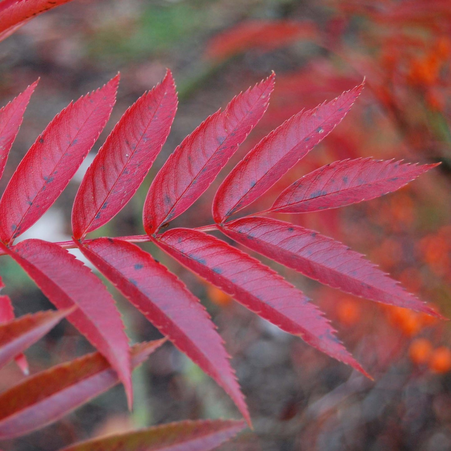 Sorbus Commixta Tree (12L, 5-6ft)