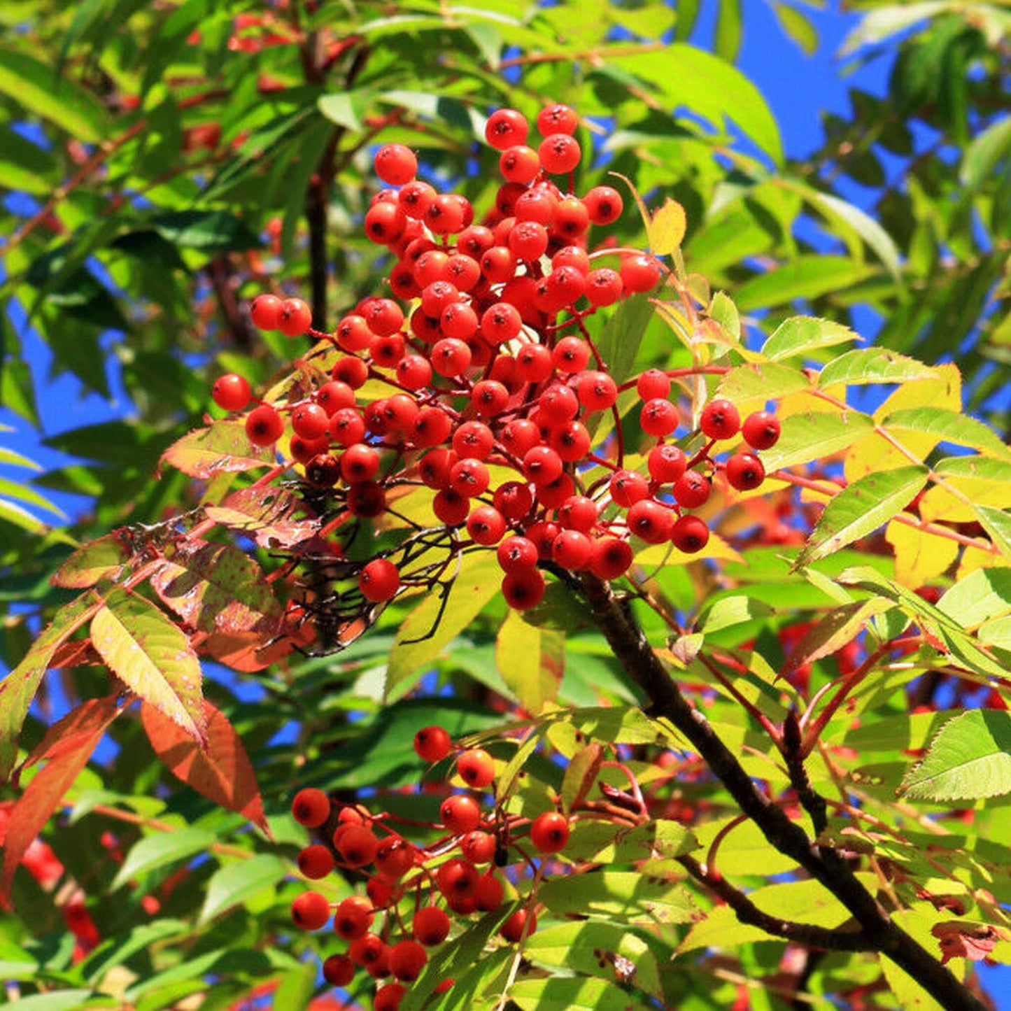 Sorbus Commixta Tree (12L, 5-6ft)