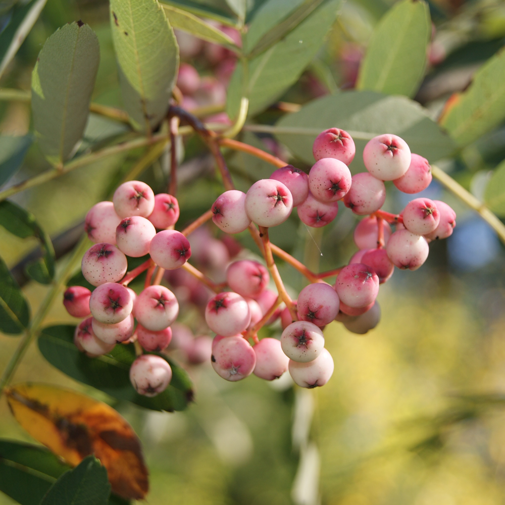 Sorbus Hupehensis Tree (12L, 5-6ft)