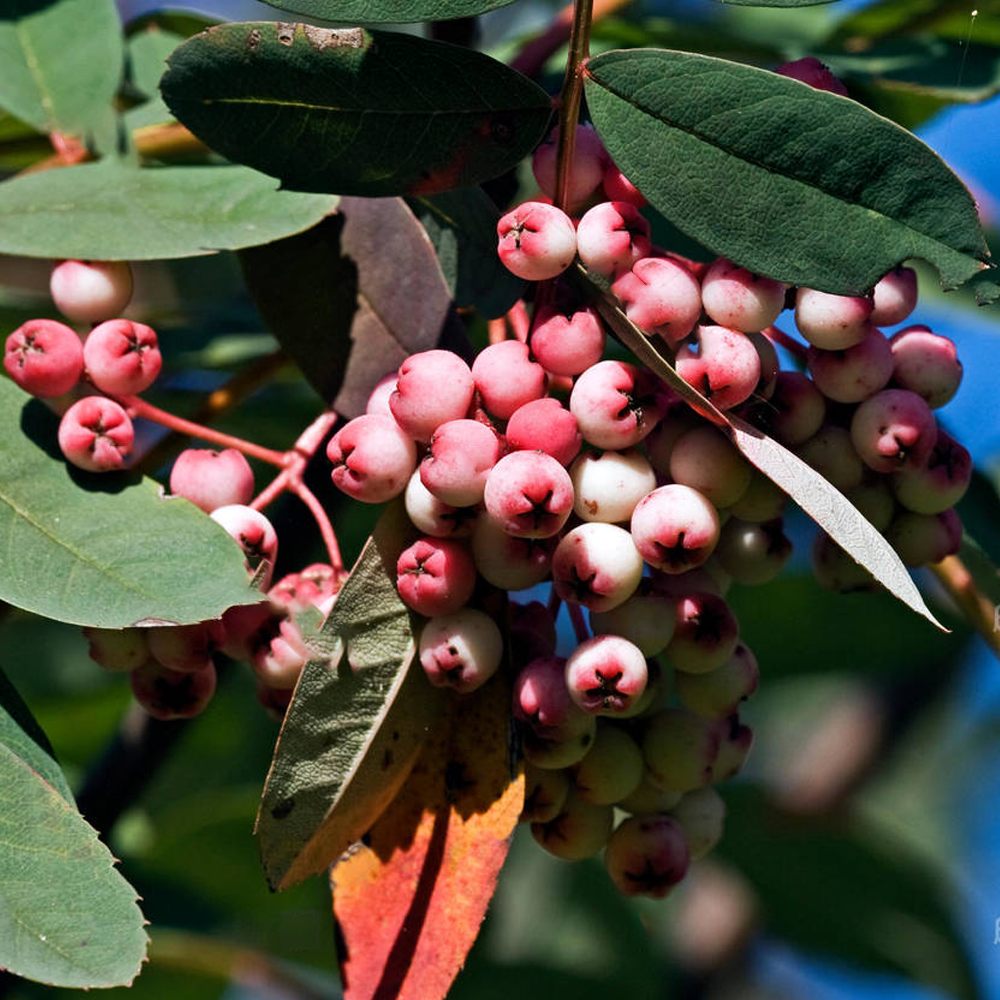 Sorbus Hupehensis Tree (12L, 5-6ft)