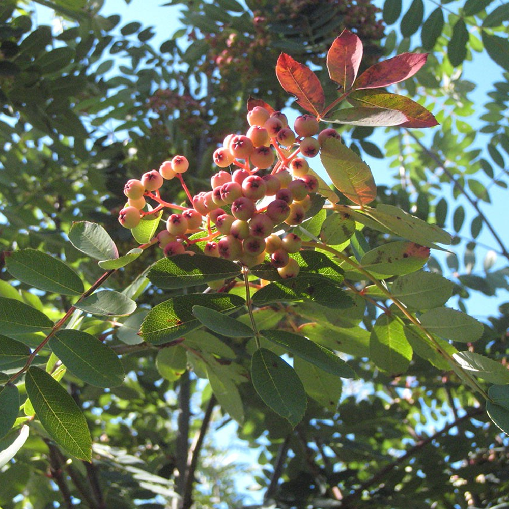 Sorbus Hupehensis Tree (12L, 5-6ft)