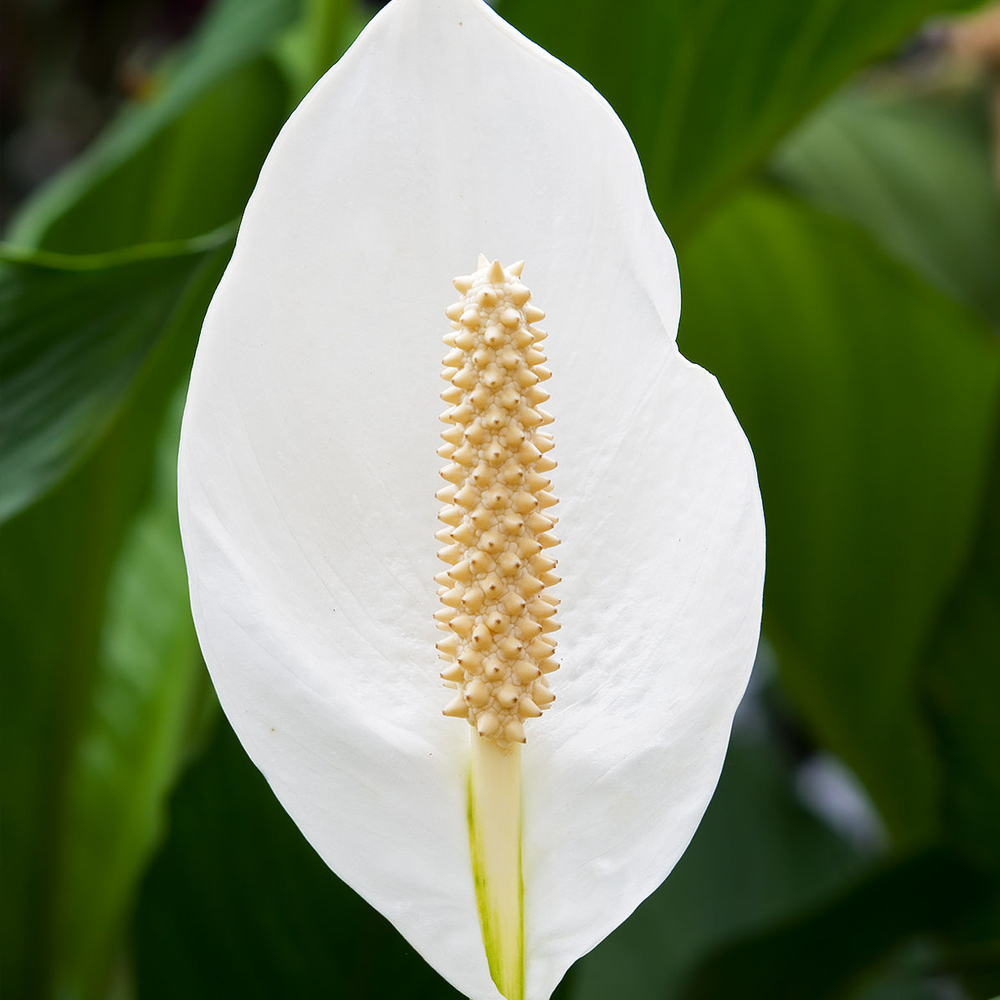 Spathiphyllum Chopin Peace Lily (9cm)