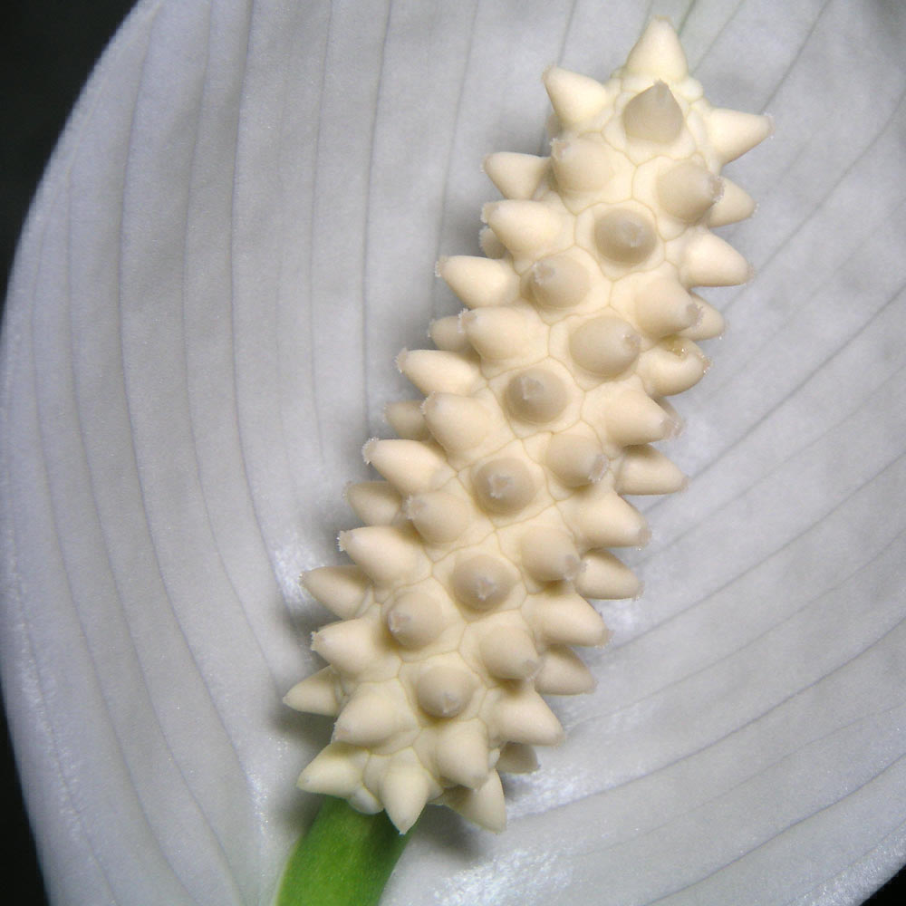 Spathiphyllum Chopin Peace Lily (9cm)