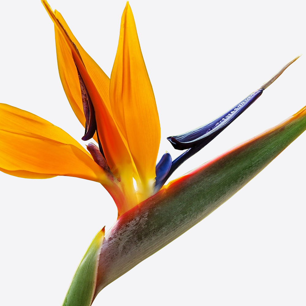 Strelitzia (12cm)