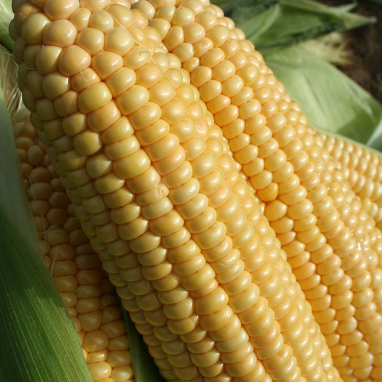 Sweetcorn Incredible