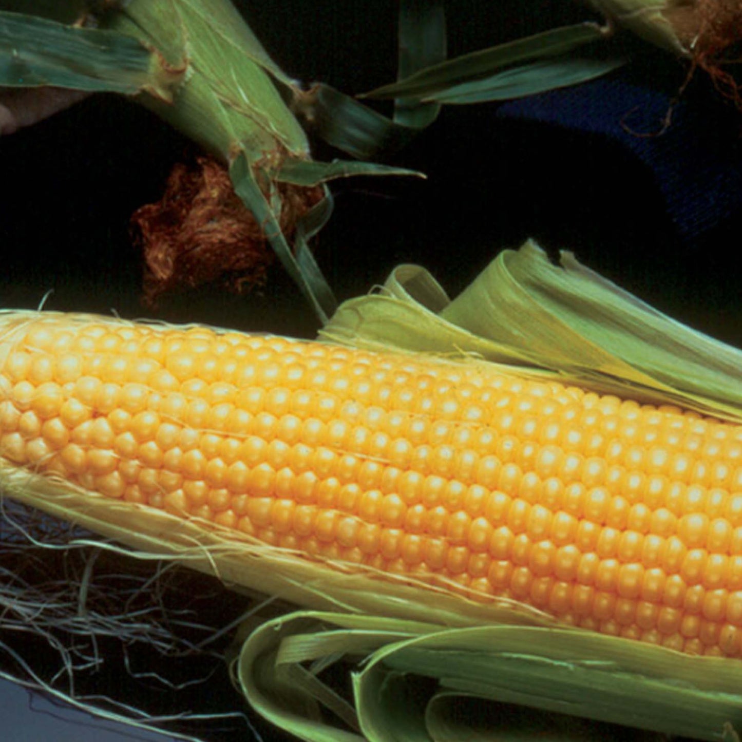 Sweetcorn Incredible