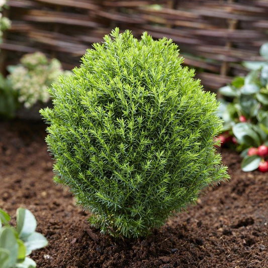Thuja Teddy (9cm)