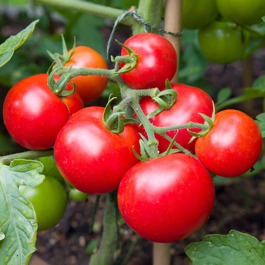 Tomatoes Ailsa Craig