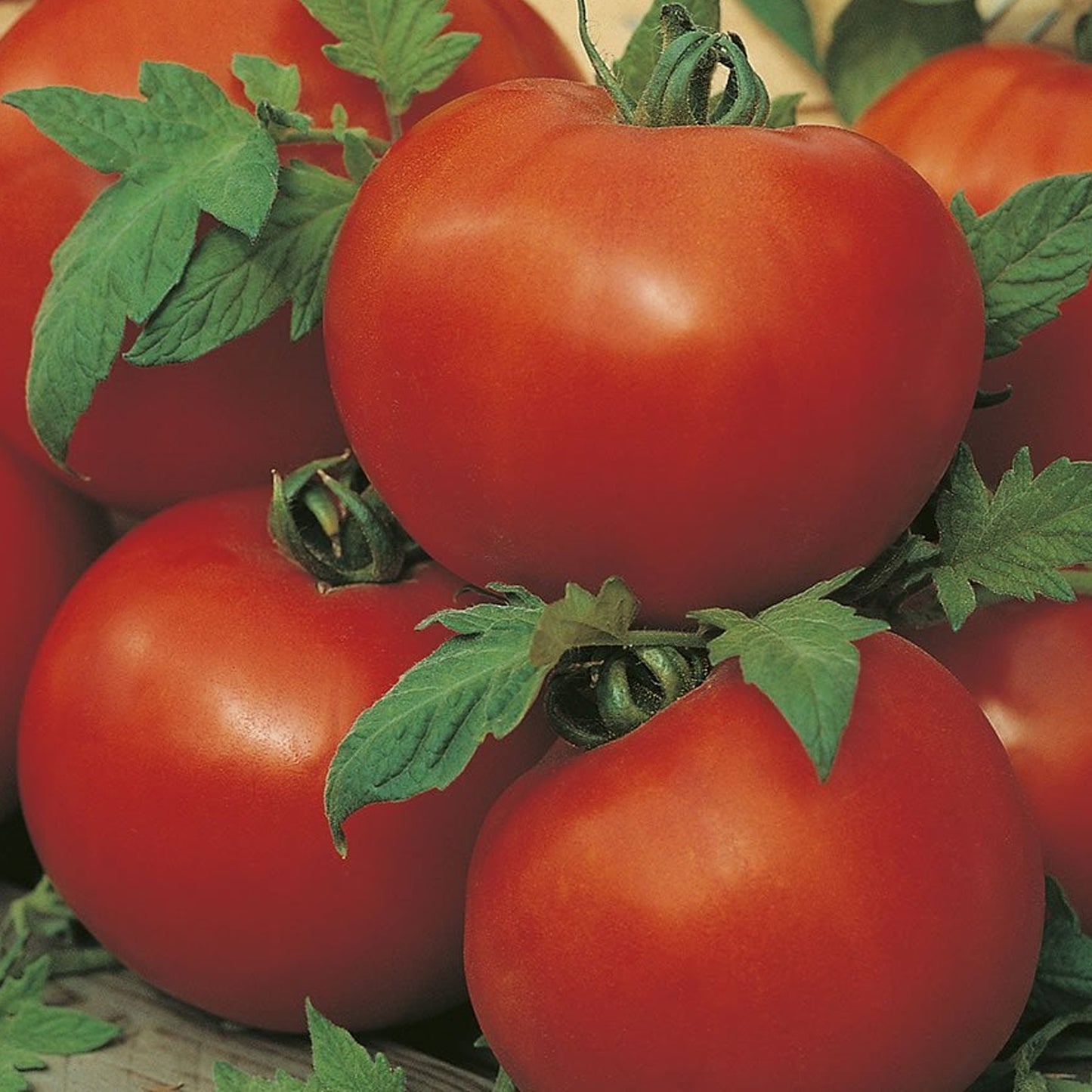 Tomatoes Ailsa Craig