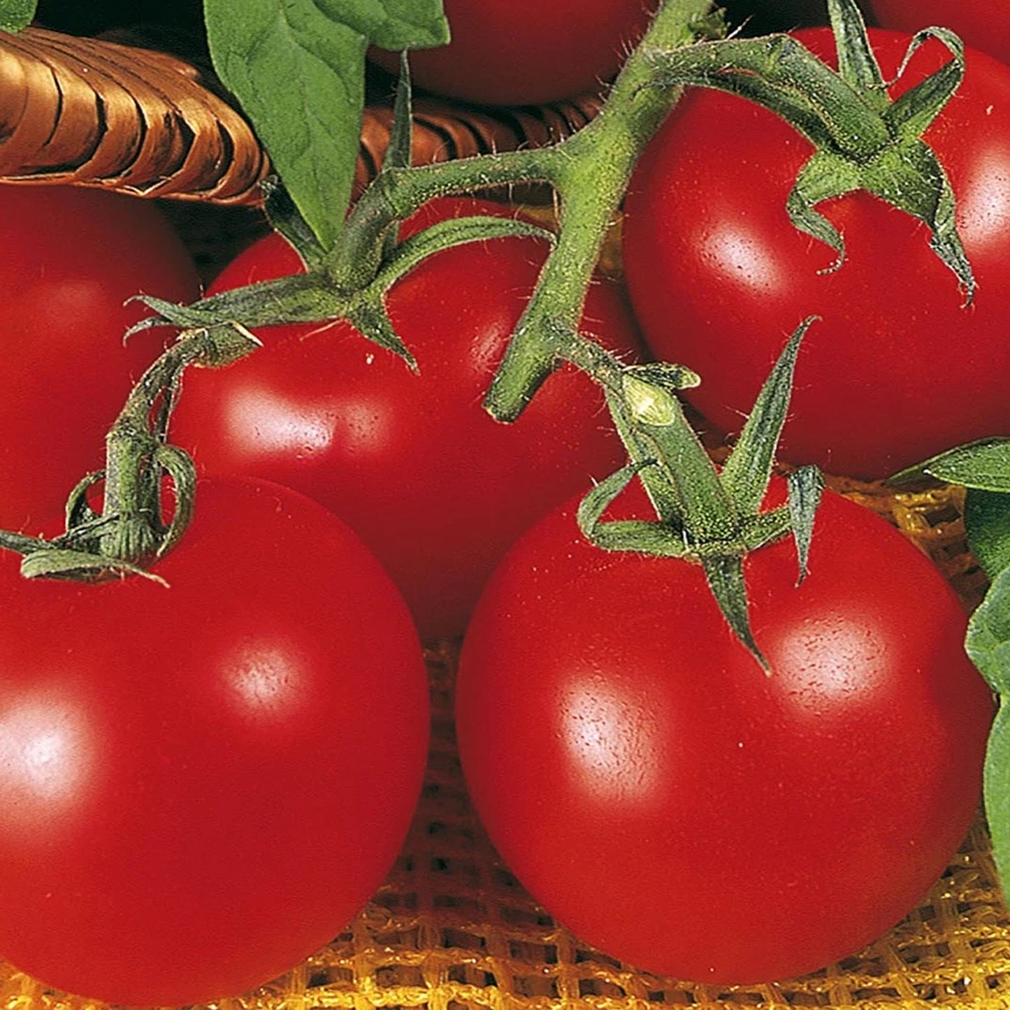 Tomatoes Ailsa Craig