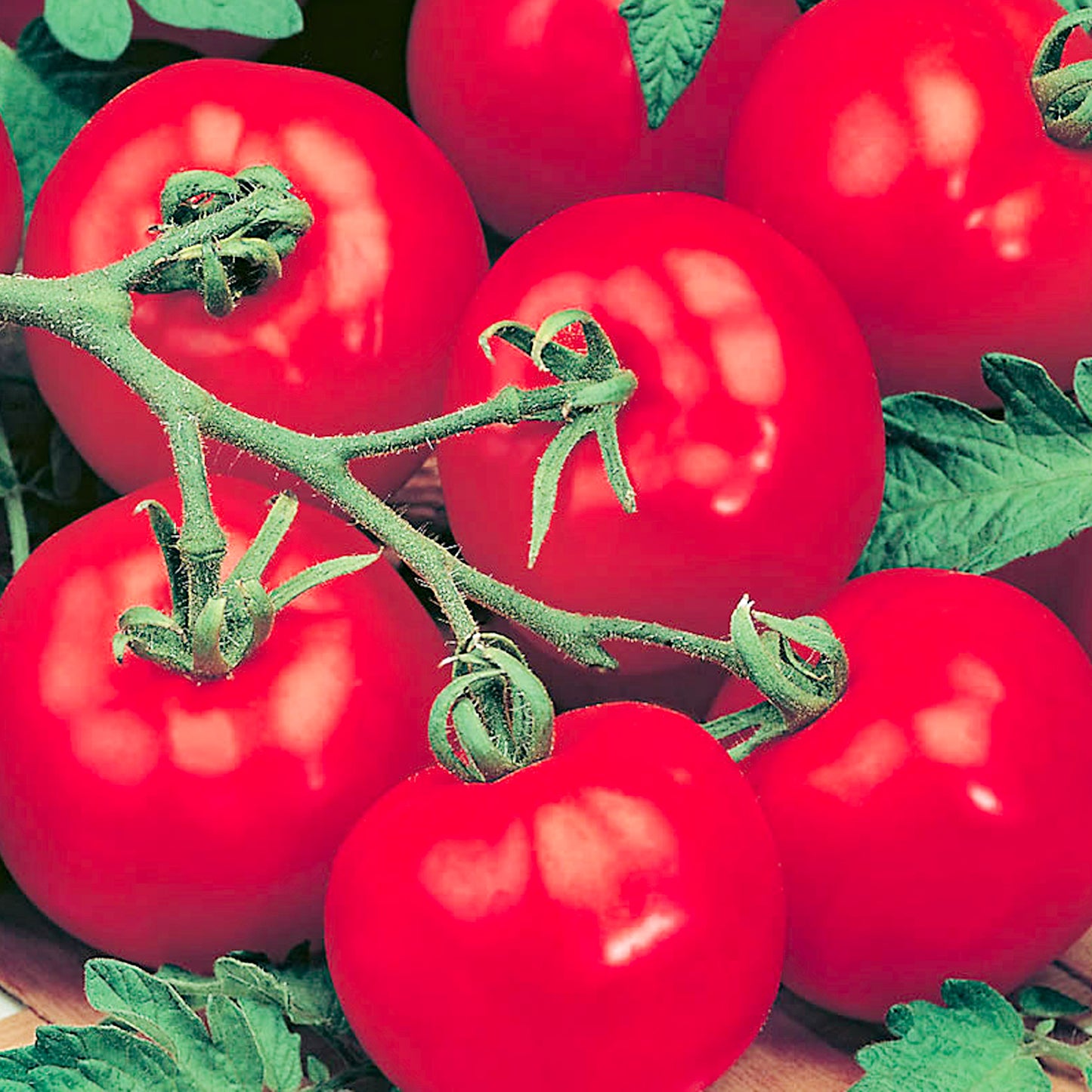 Tomatoes Alicante