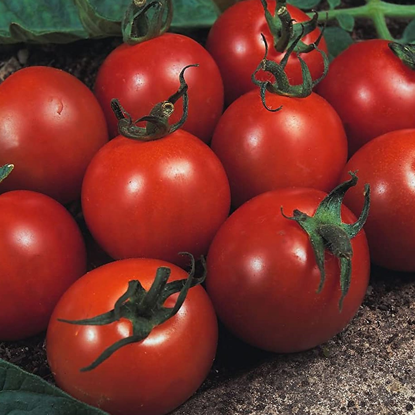 Tomatoes Alicante