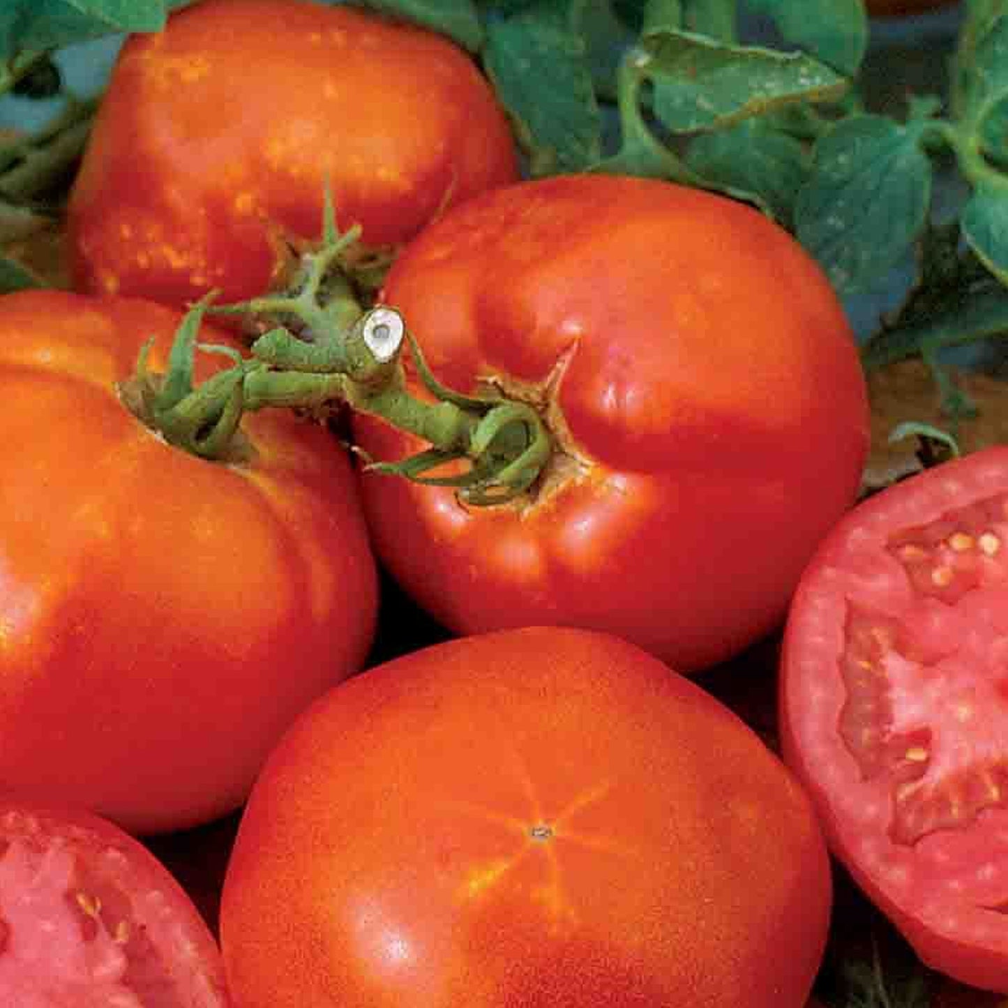 Tomatoes Big Boy